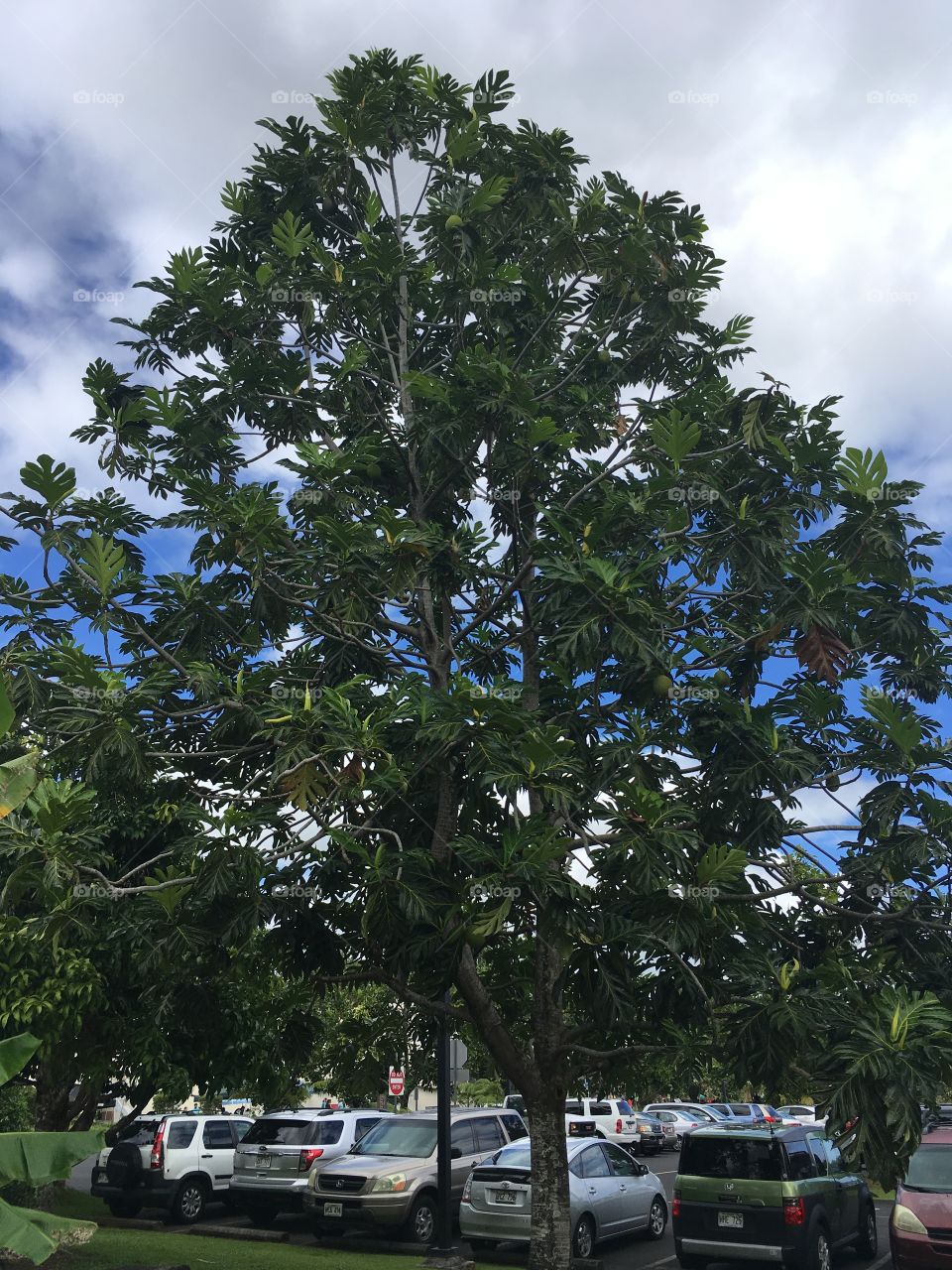 Breadfruit tree Hilo Hawaii