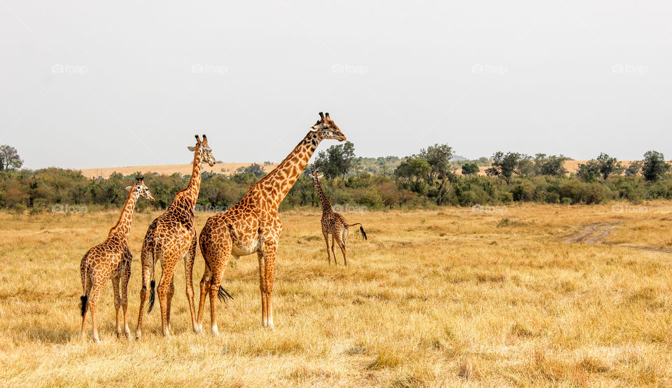 Giraffes in the Masai Mara