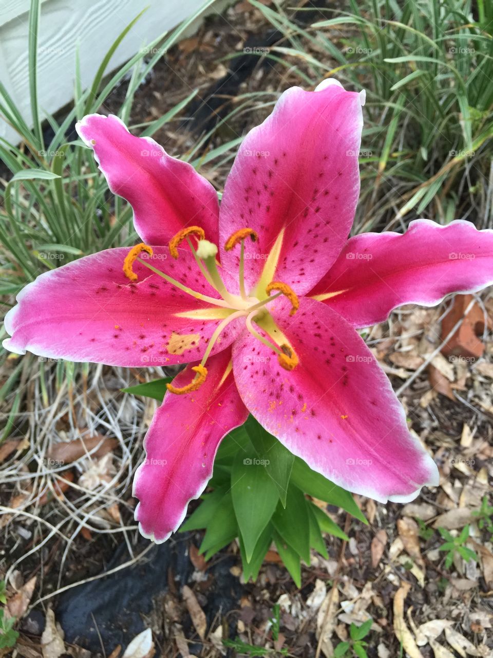 Spring Lilly 