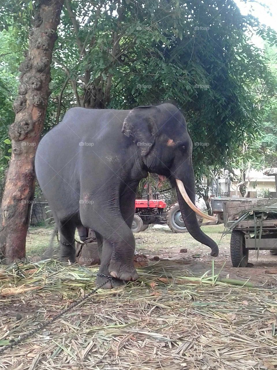 Sri Lankan Elephant..