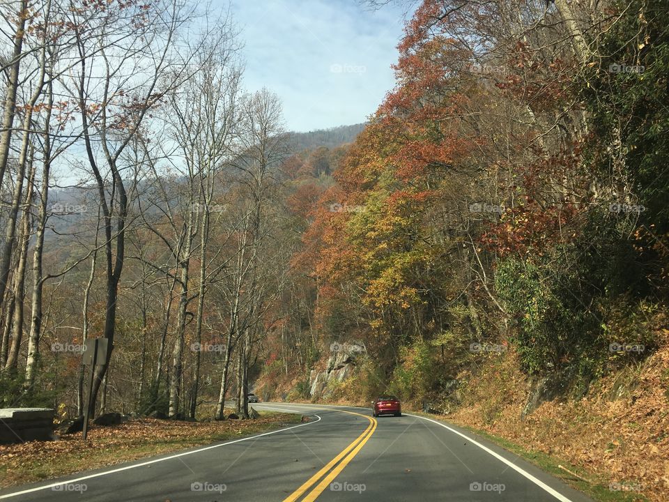 Road, Tree, Asphalt, Highway, No Person