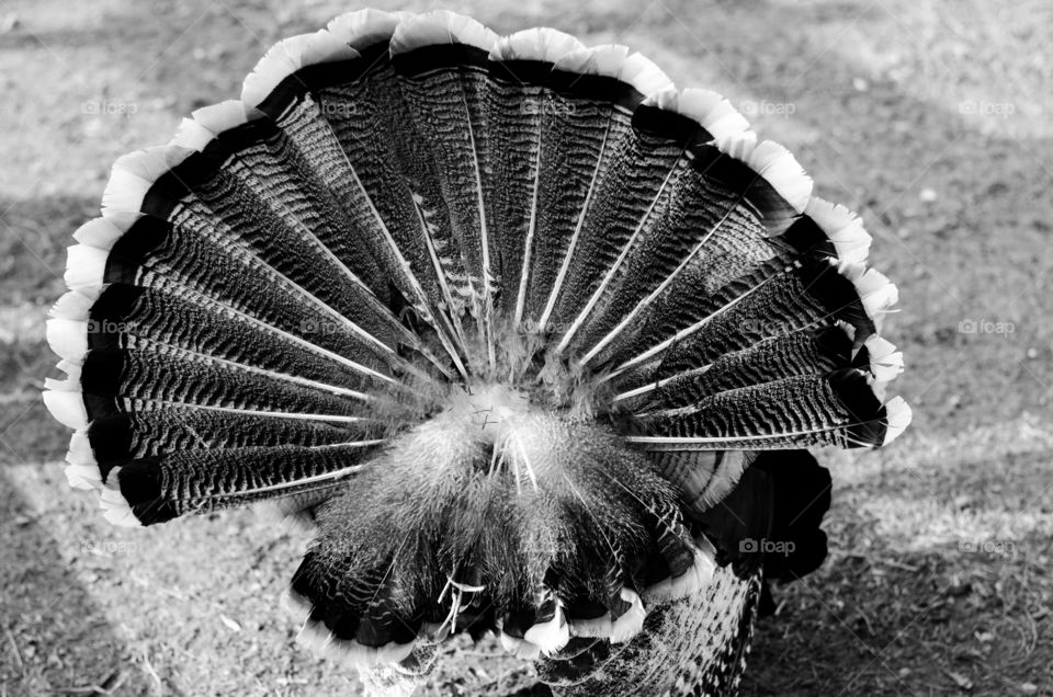 Turkey feathers