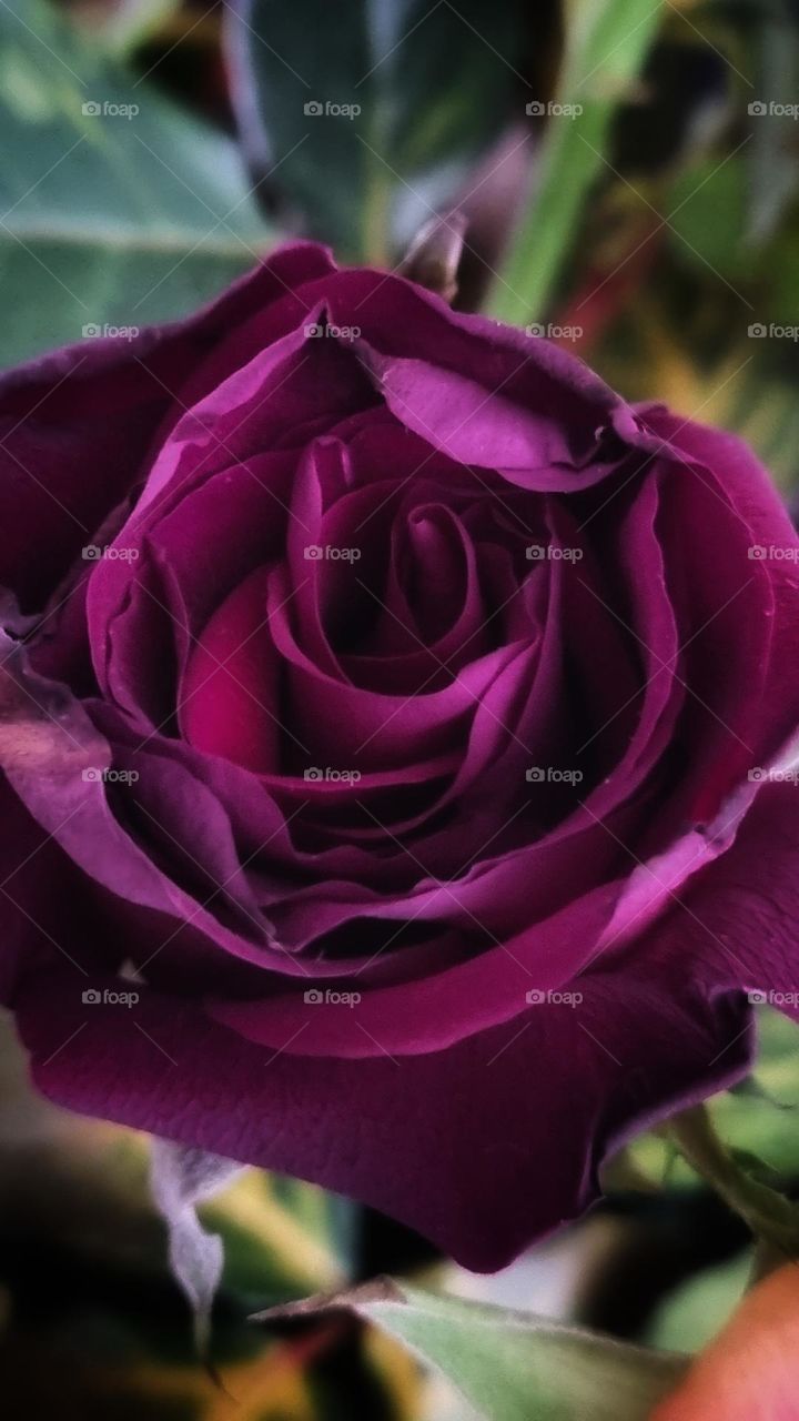 beautiful roses