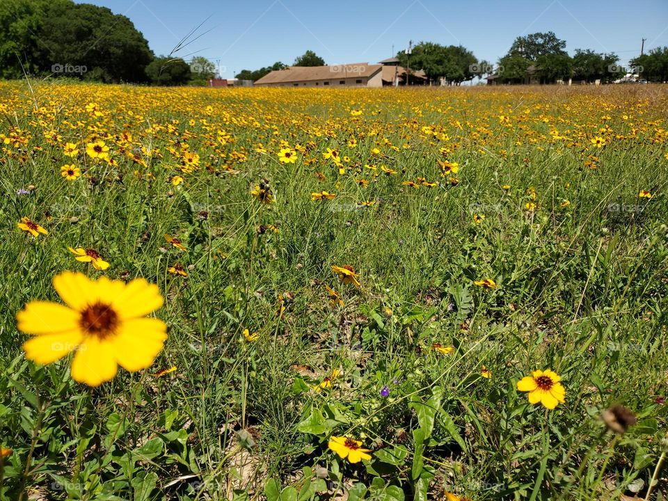 Beautiful yellow coreopsis wildflower meadow.