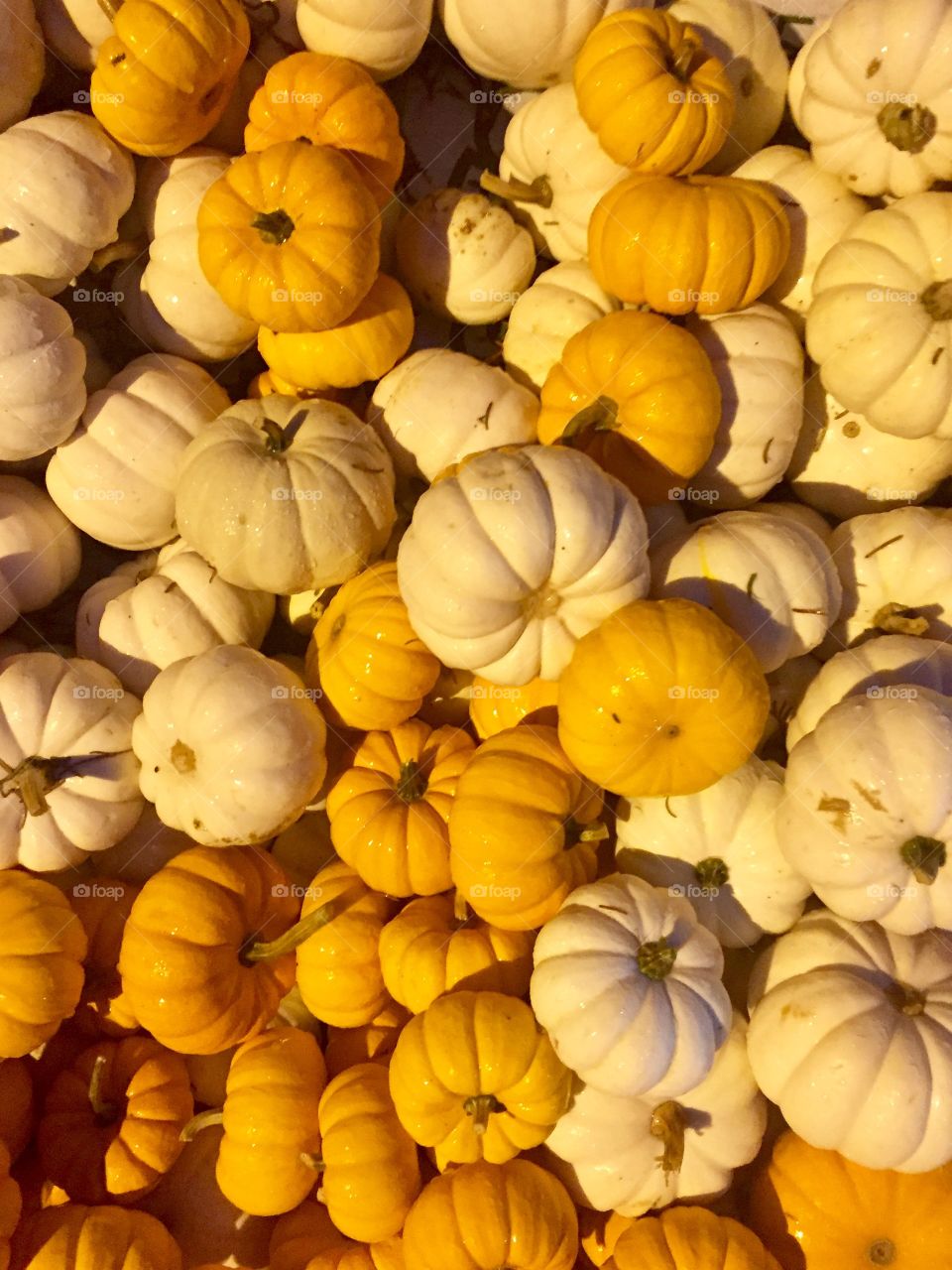 Full frame of pumpkin