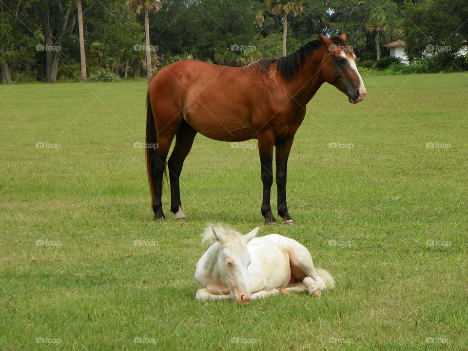 Wild foal and mare