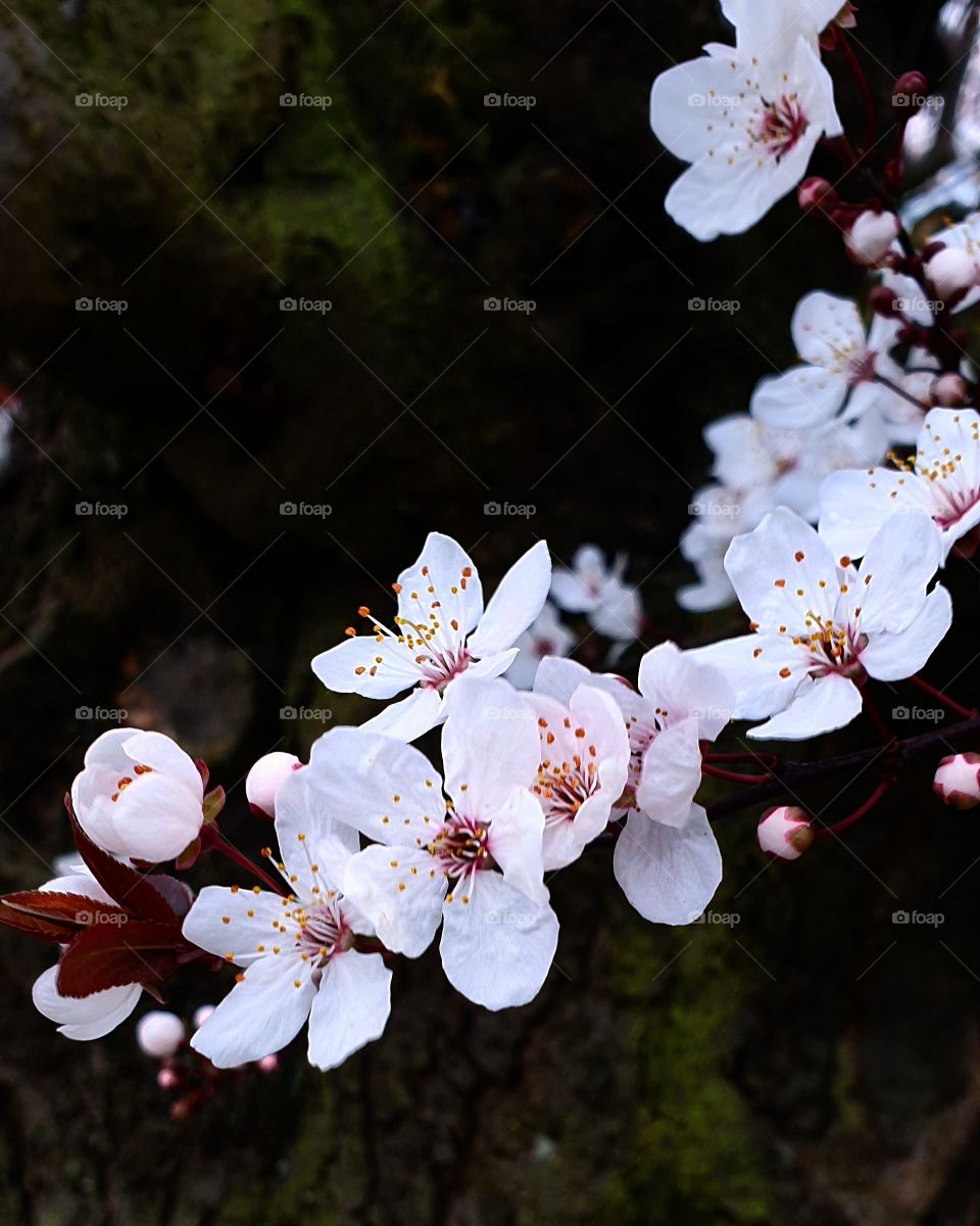 #blossom #cherry #flowers