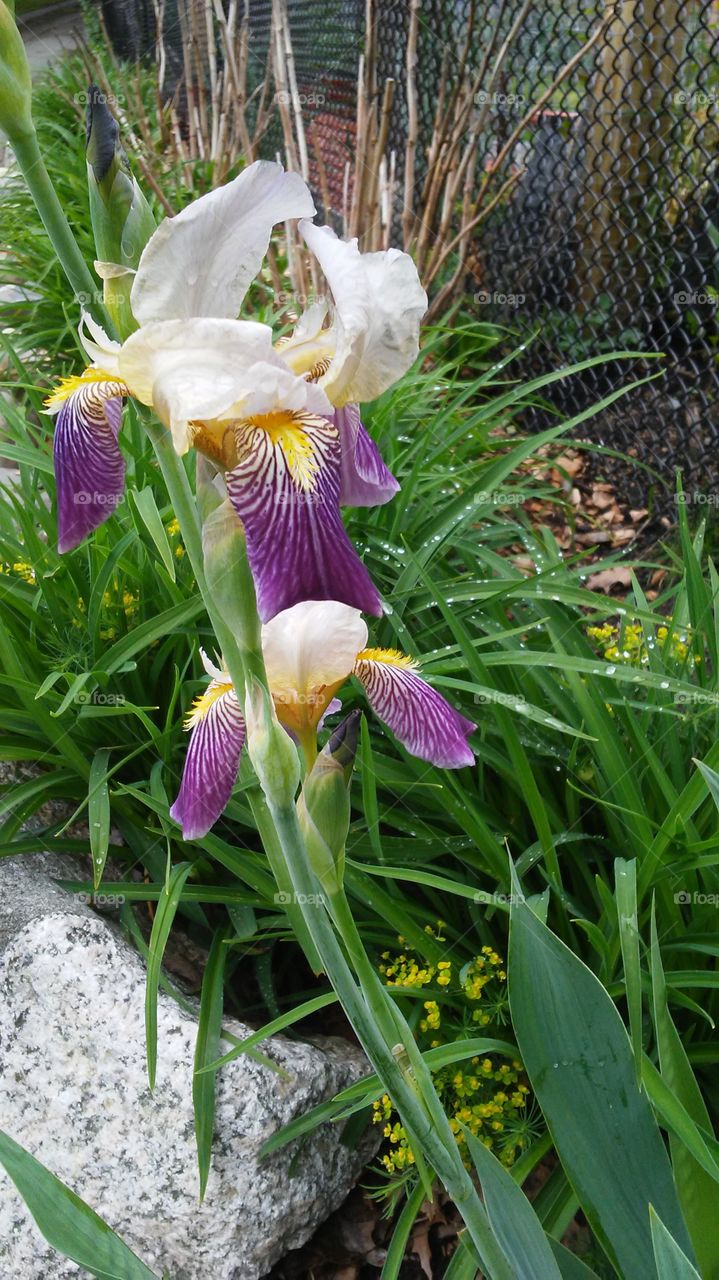 spring. flowers. beauty