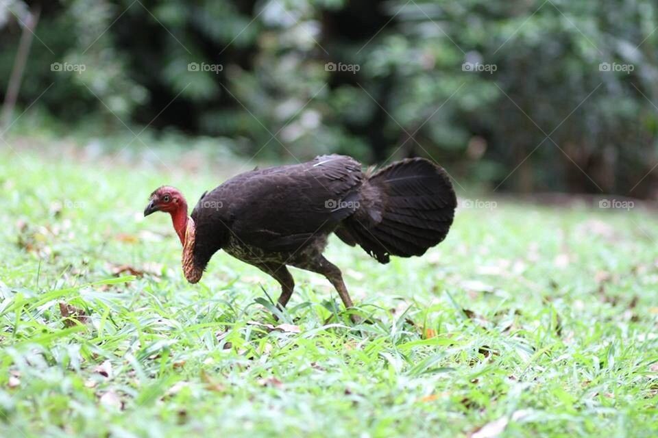 Bush Turkey