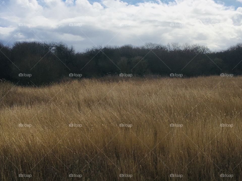 A blanket of reeds, the textures here add warmth and depth. My daughter always suspects that there maybe a lion lurking... hopefully not as we’re in the English Countryside.