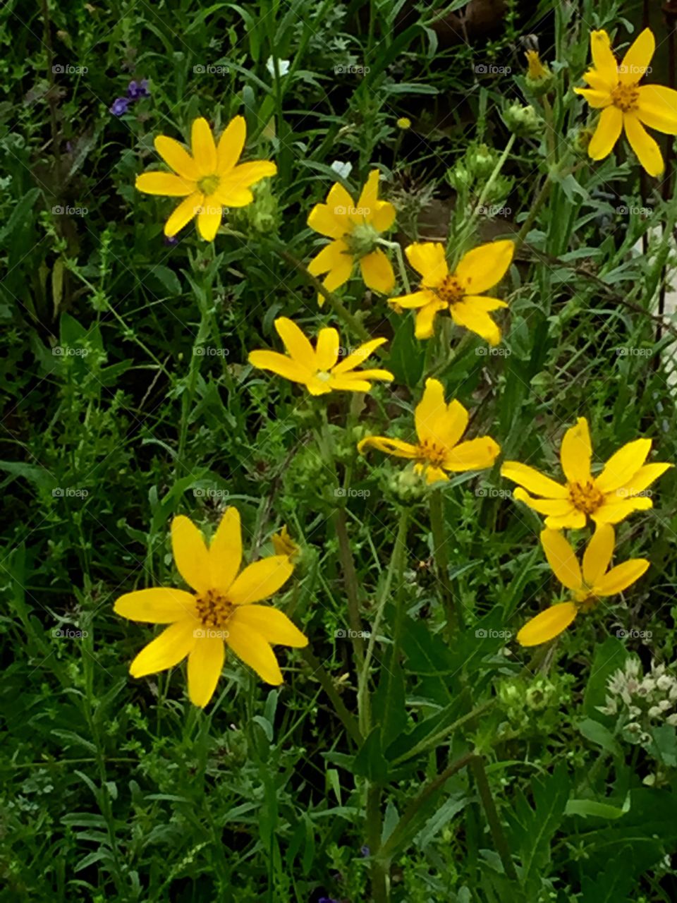 Yellow wildflowers
