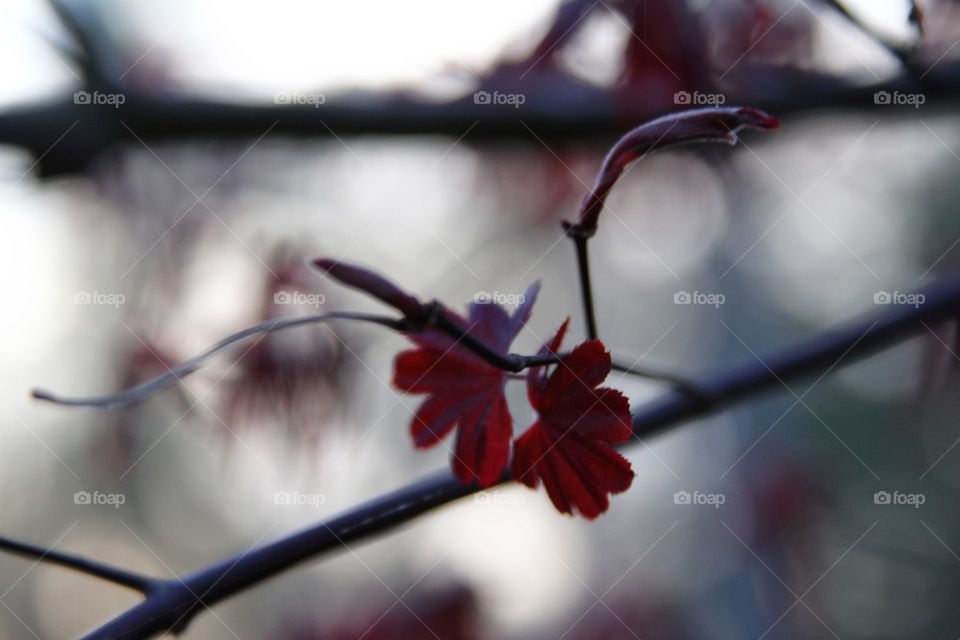 red maple leaves spreading