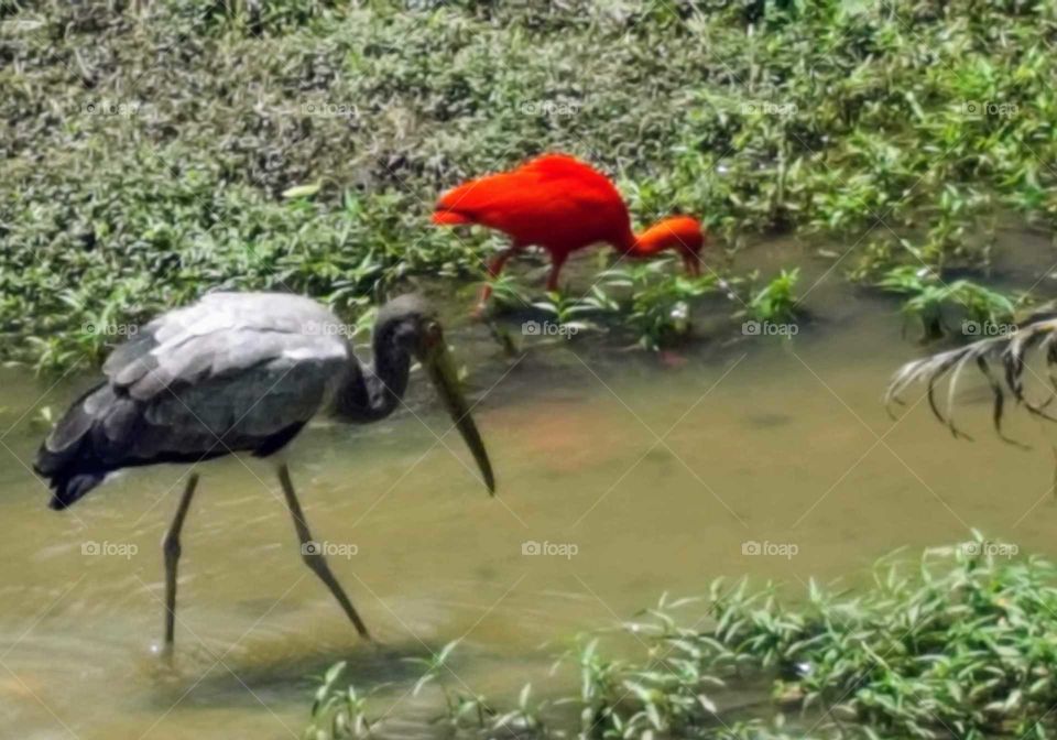 egrets