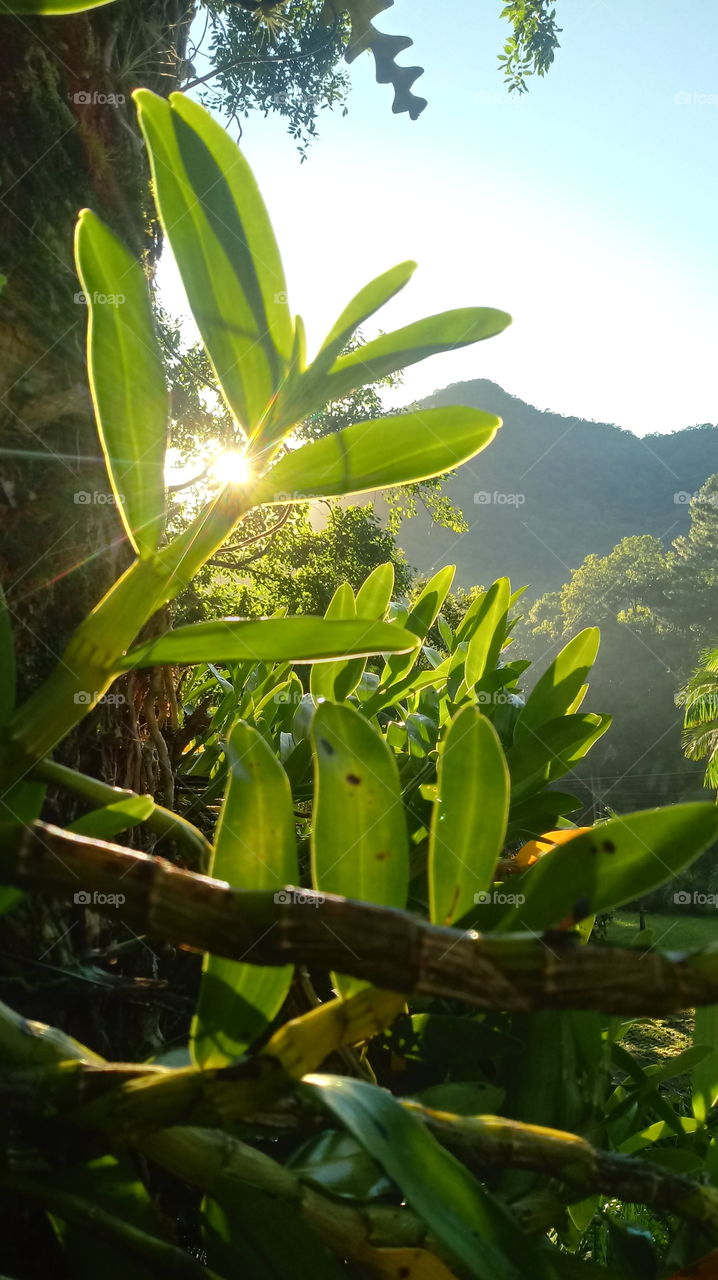 PLANT, GARDEN, LEAVES, FLOWERS, ENVIRONMENT.