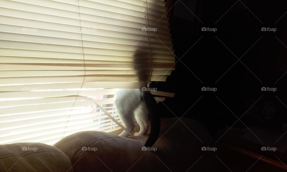 bad kitty in the blinds