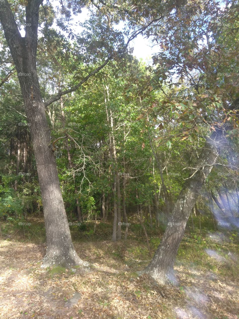 Nature, Tree, Wood, Landscape, Leaf