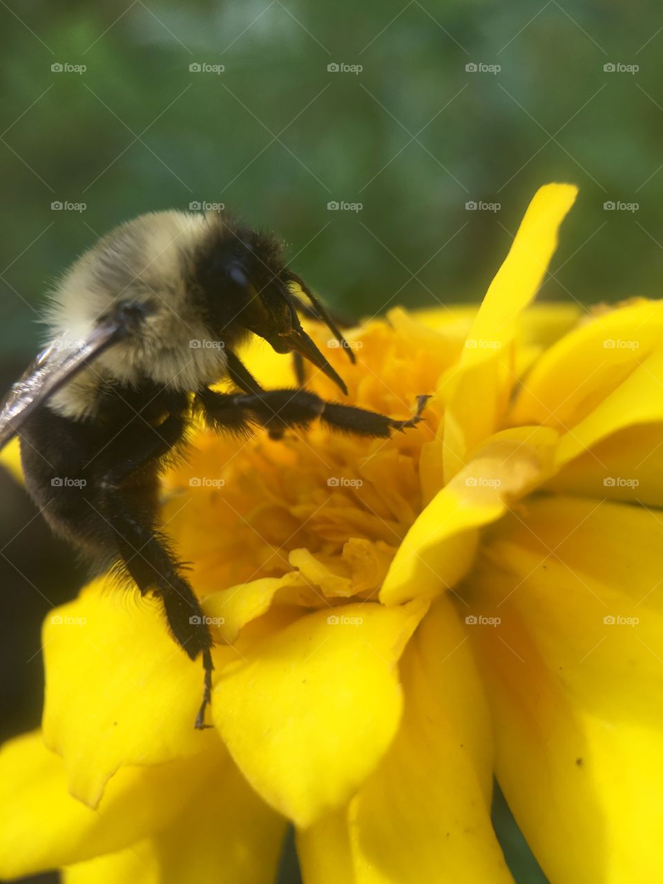 Bee