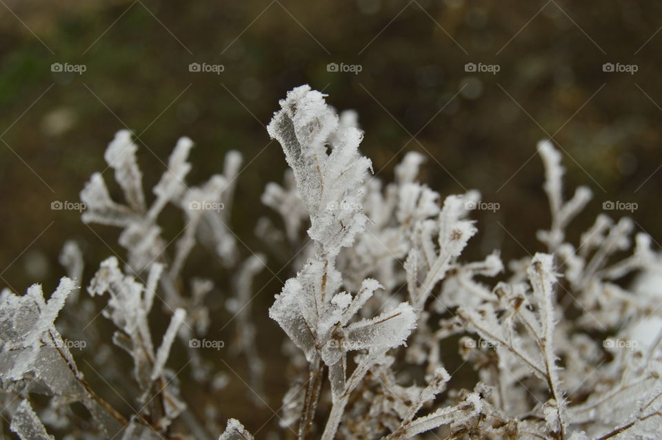 winter, fog, frost, tree, ice, frozen tree, iced,