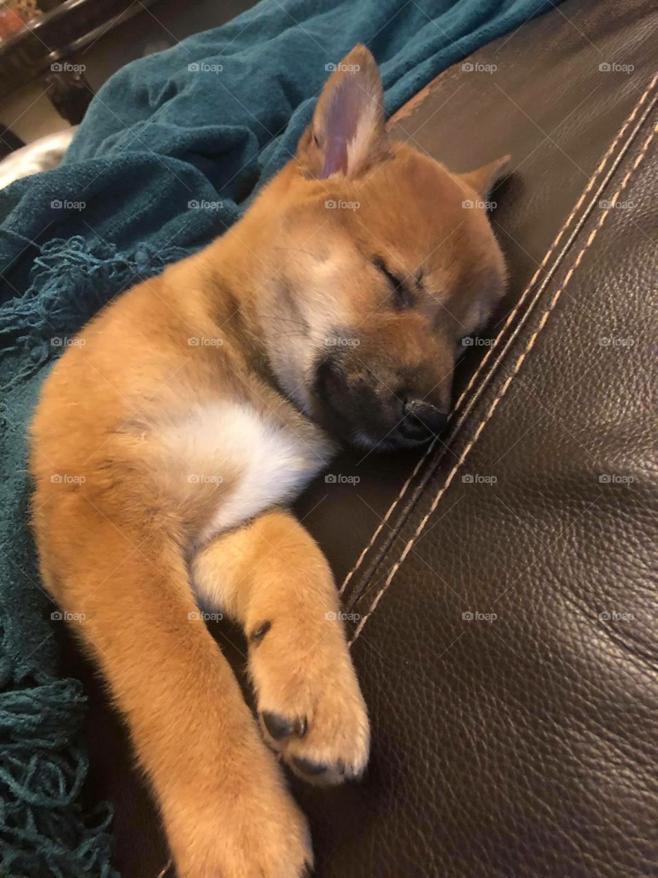 Sleeping Shiba Inu puppy