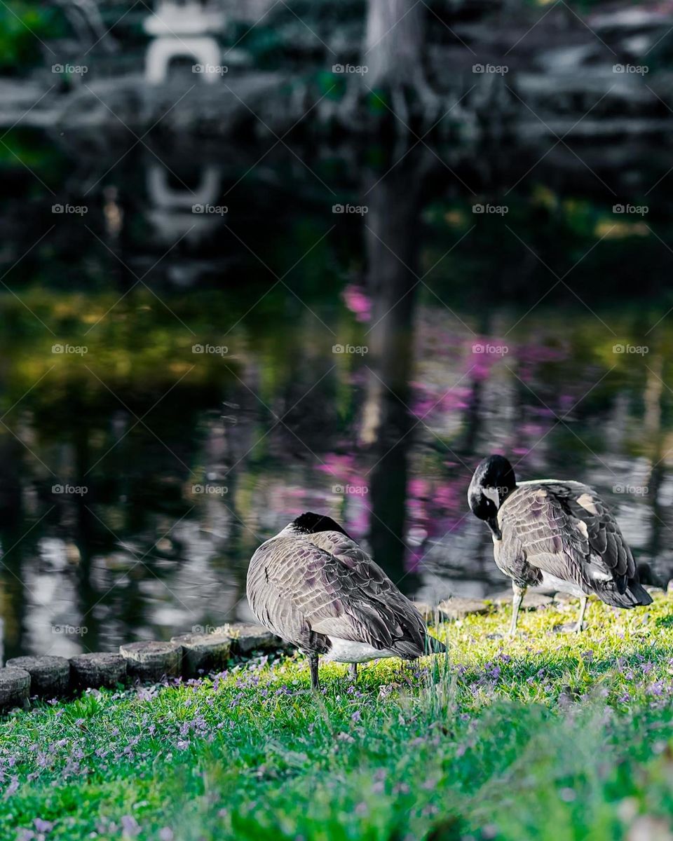 Beautiful goose near by the lake.