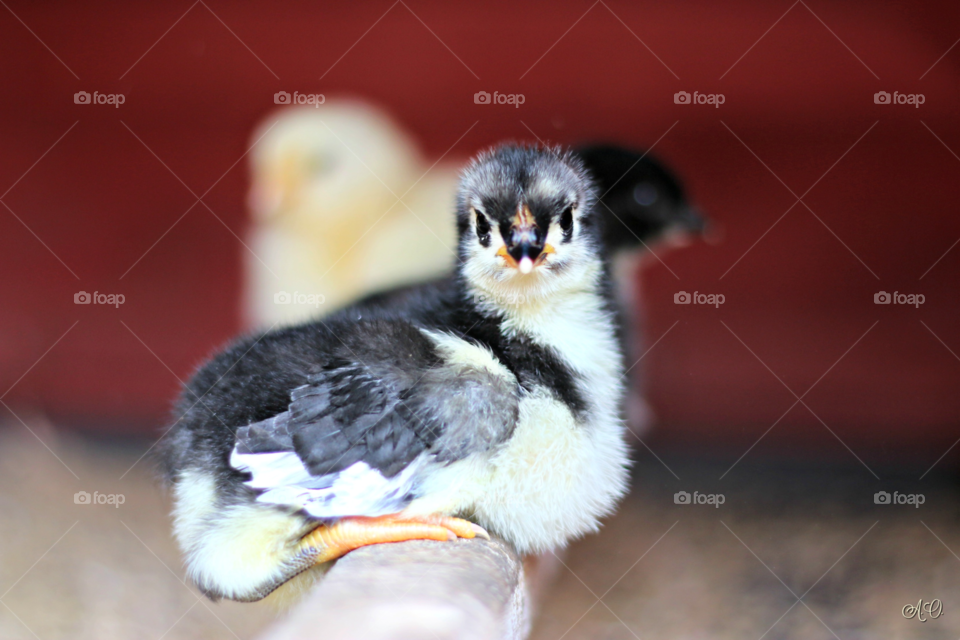 Asian Blue chick