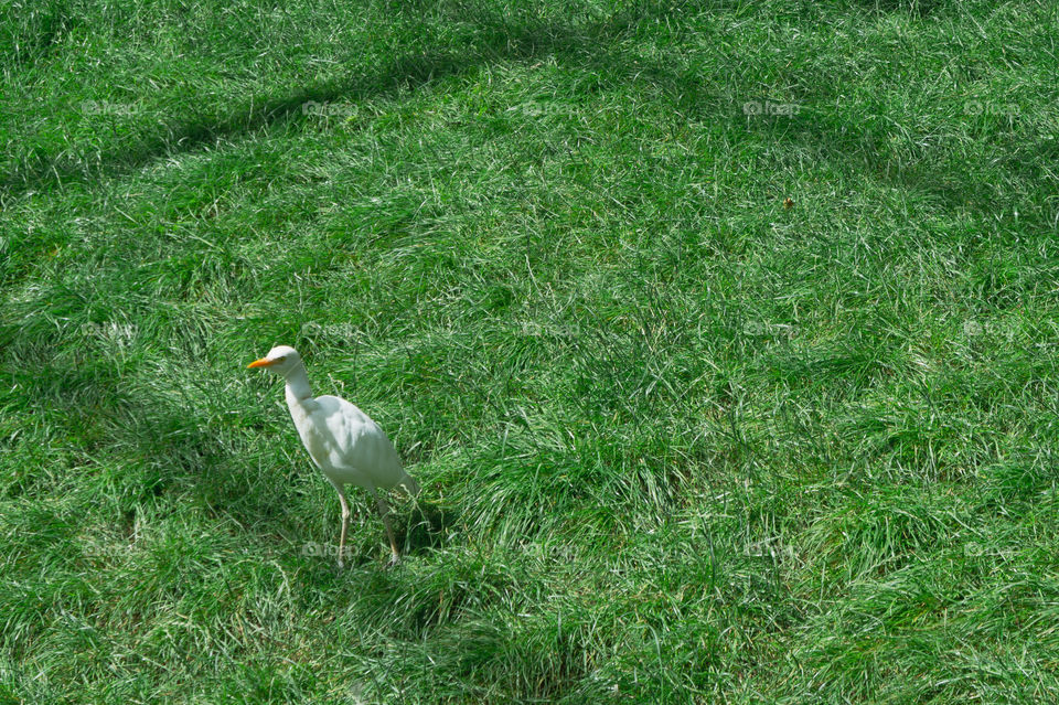 Little white bird on a vibrant grass