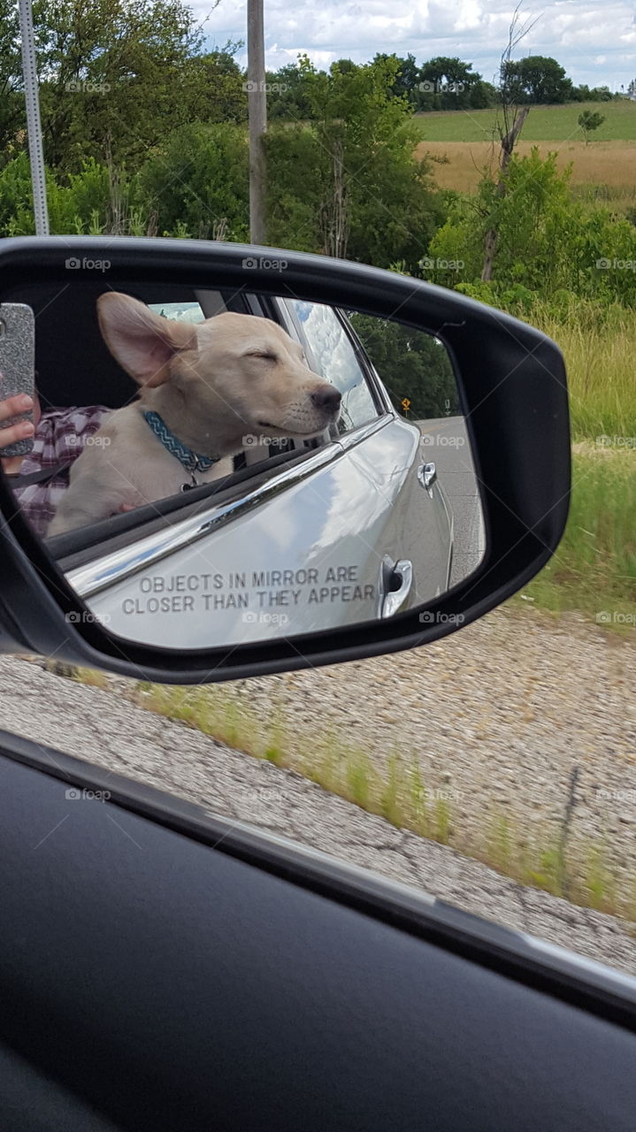 Puppy car window