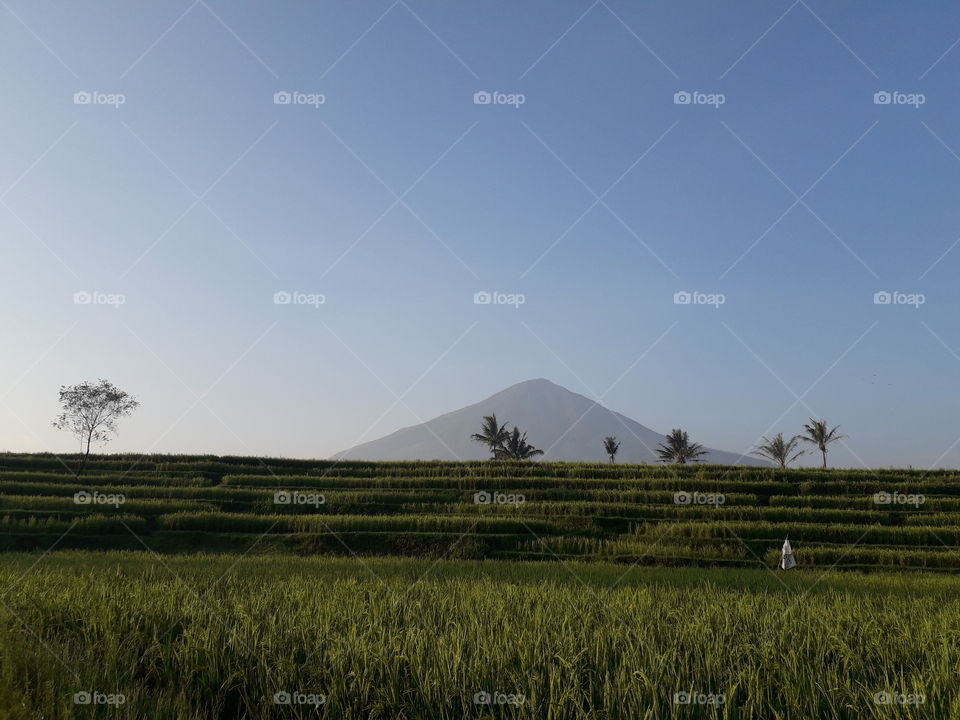 rice field scenery with cikuray mountain in the background