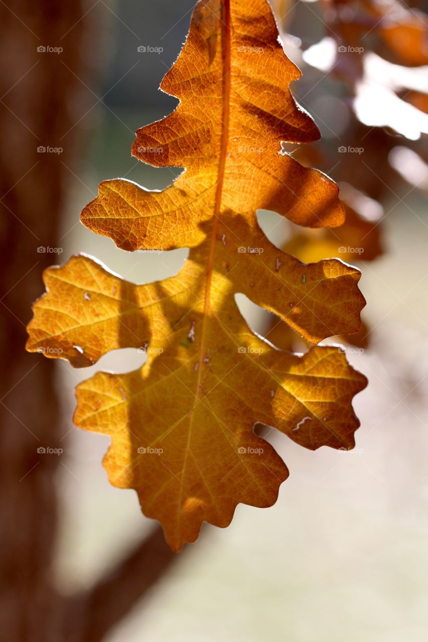 Shadowy Autumn Oak Leaf 
