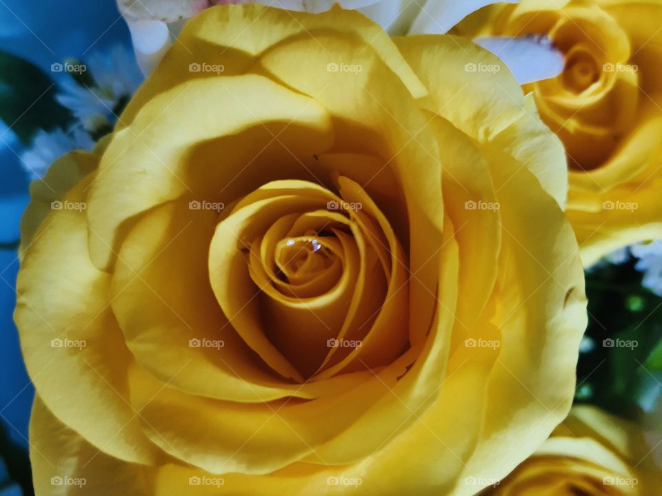 Yellow color rose