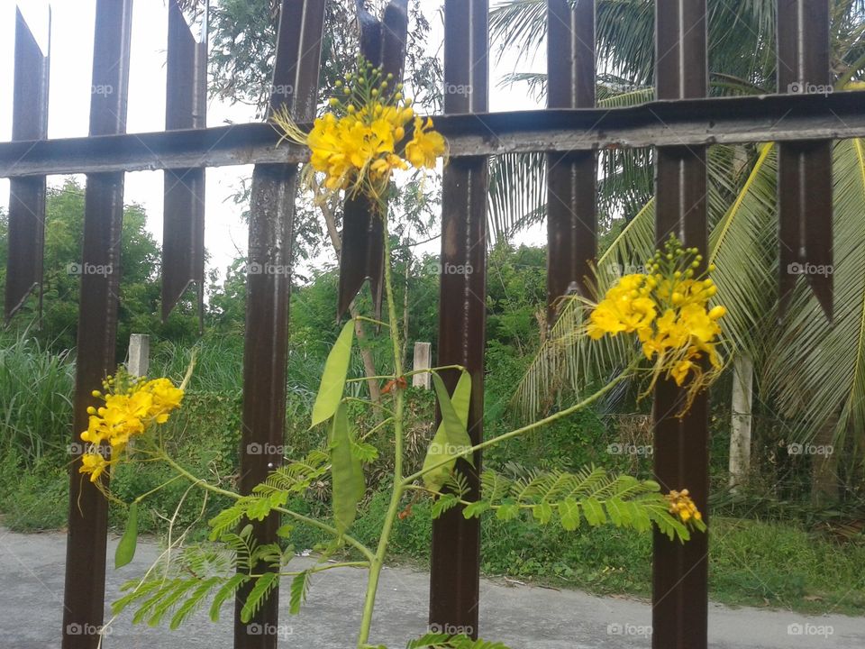 fresh yellow flowers