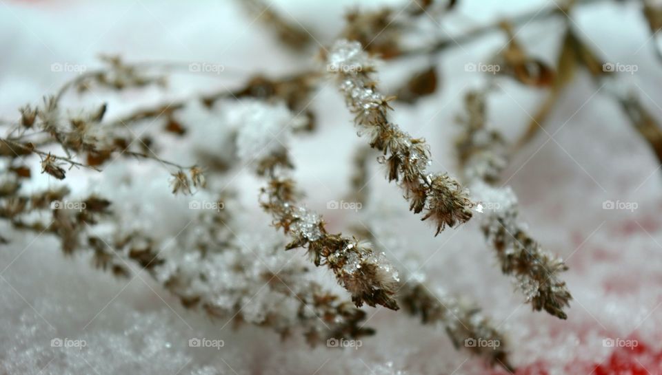 Frost, Winter, Snow, No Person, Nature