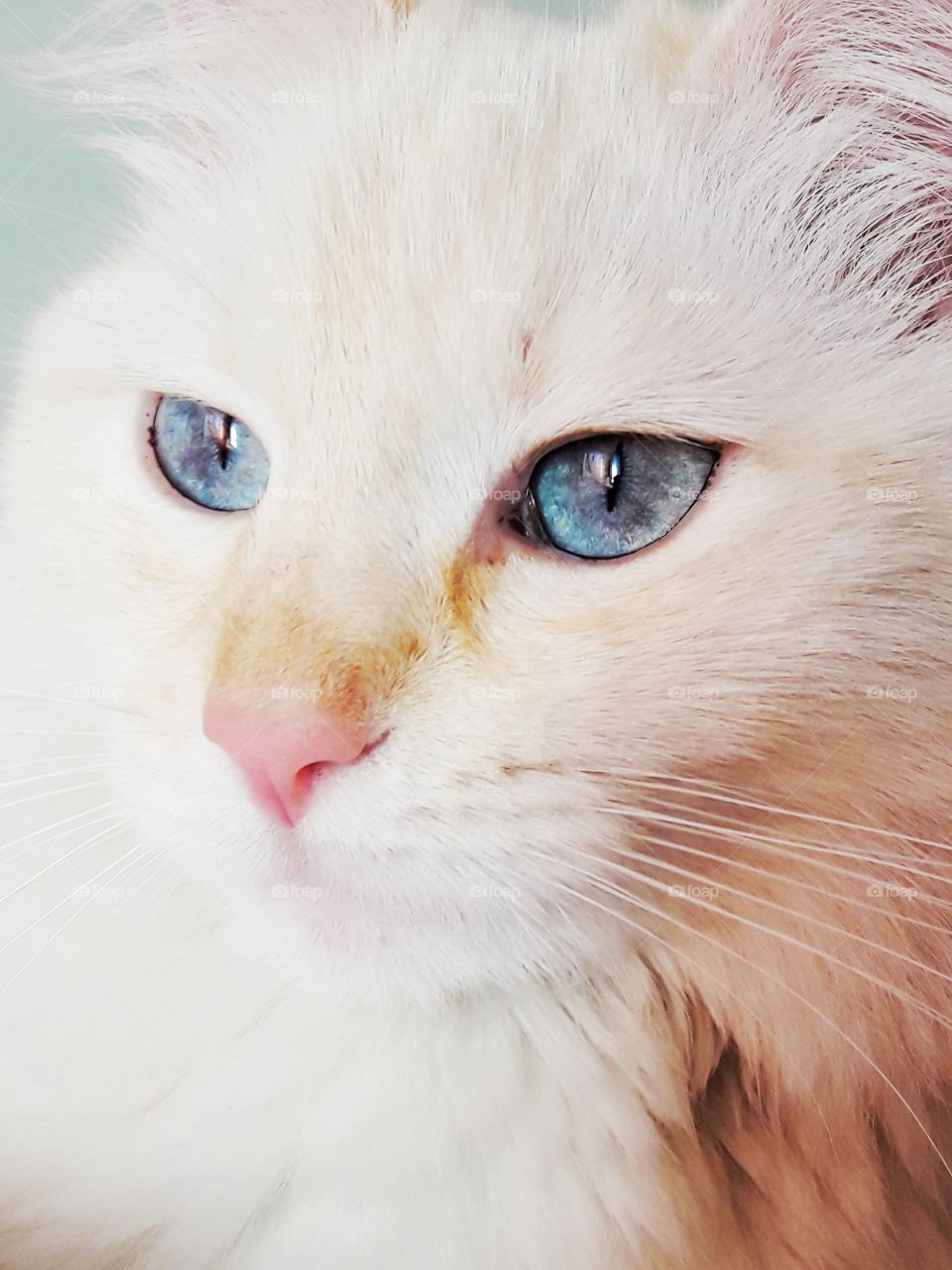 Big blue cat eyes, cat portrait