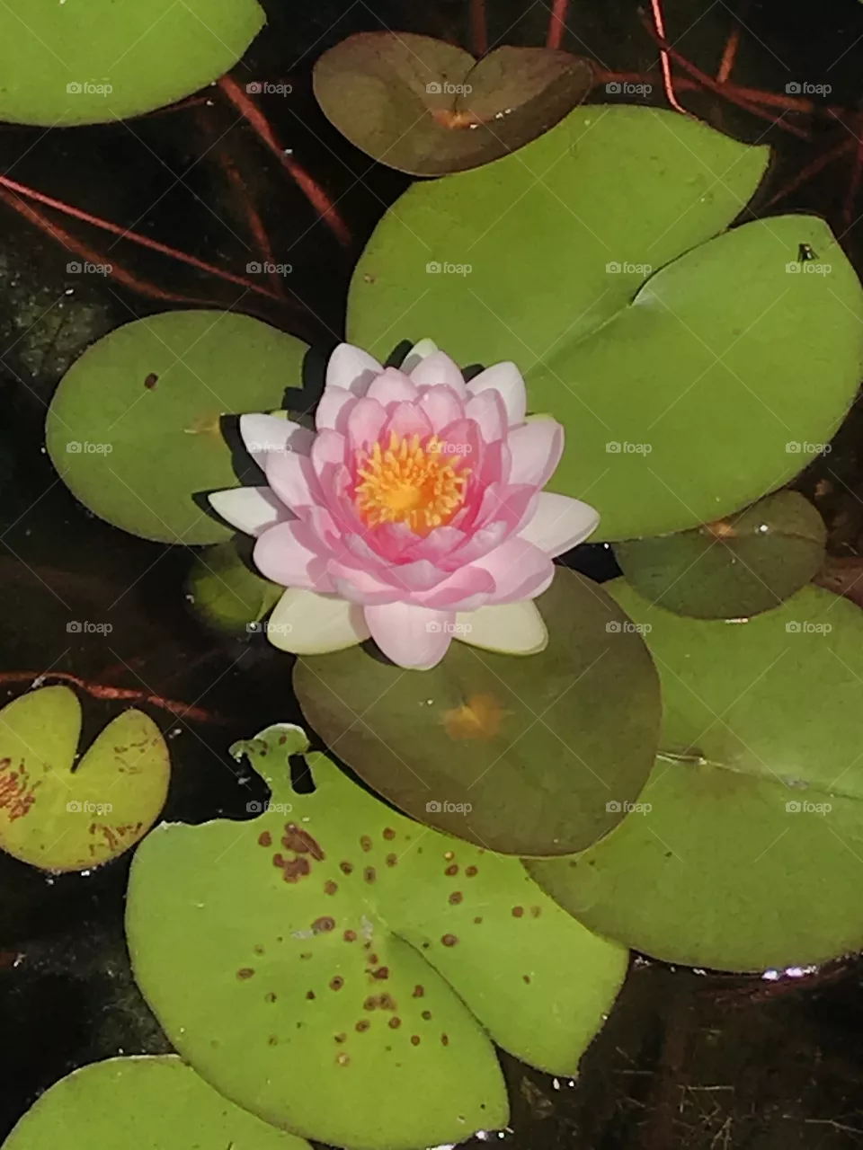 A Lily of Brookgreen Gardens 