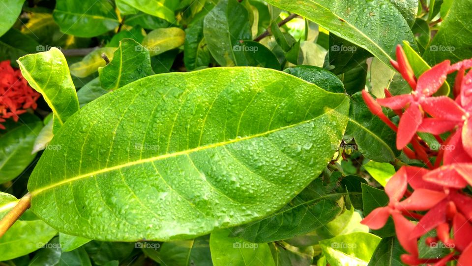 green leaf good life with snow