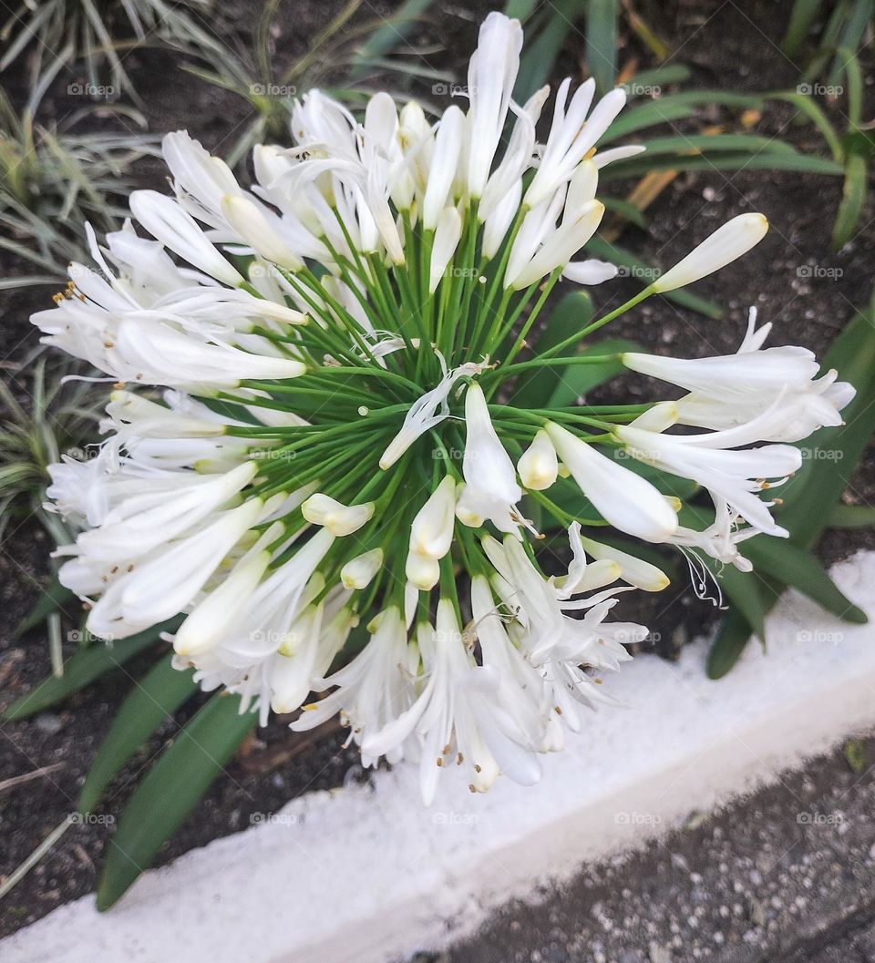 white agapanthus