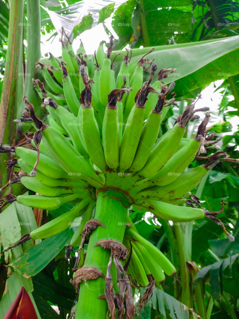 Fresh green Bananas