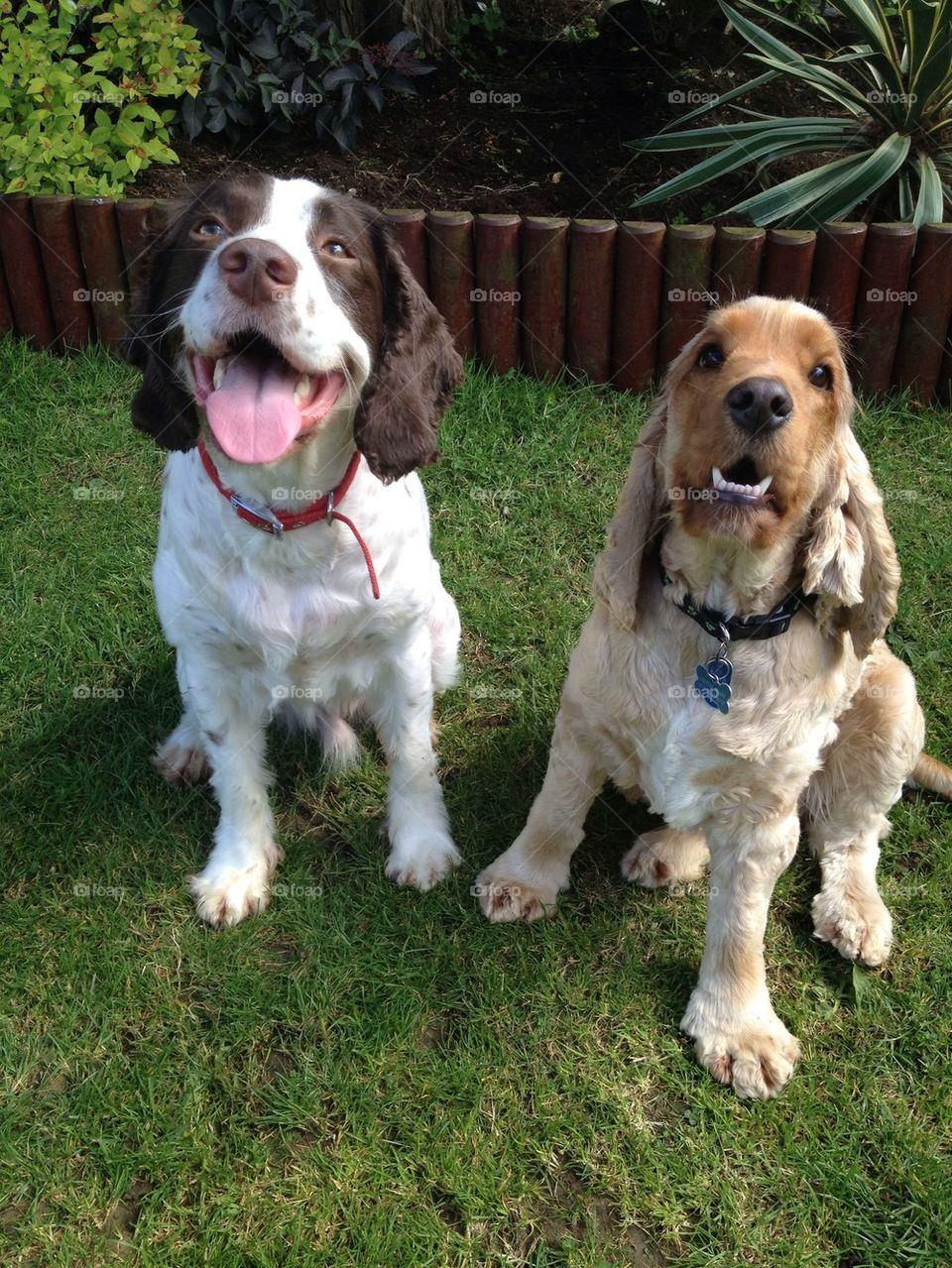 Spaniel brothers