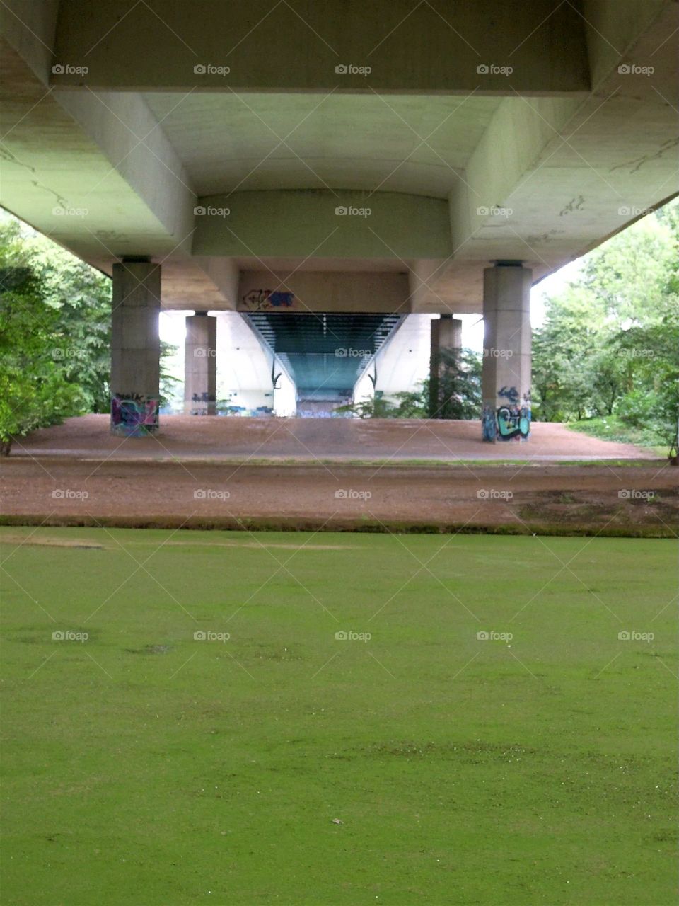 Unter der Brücke Algenteppich
