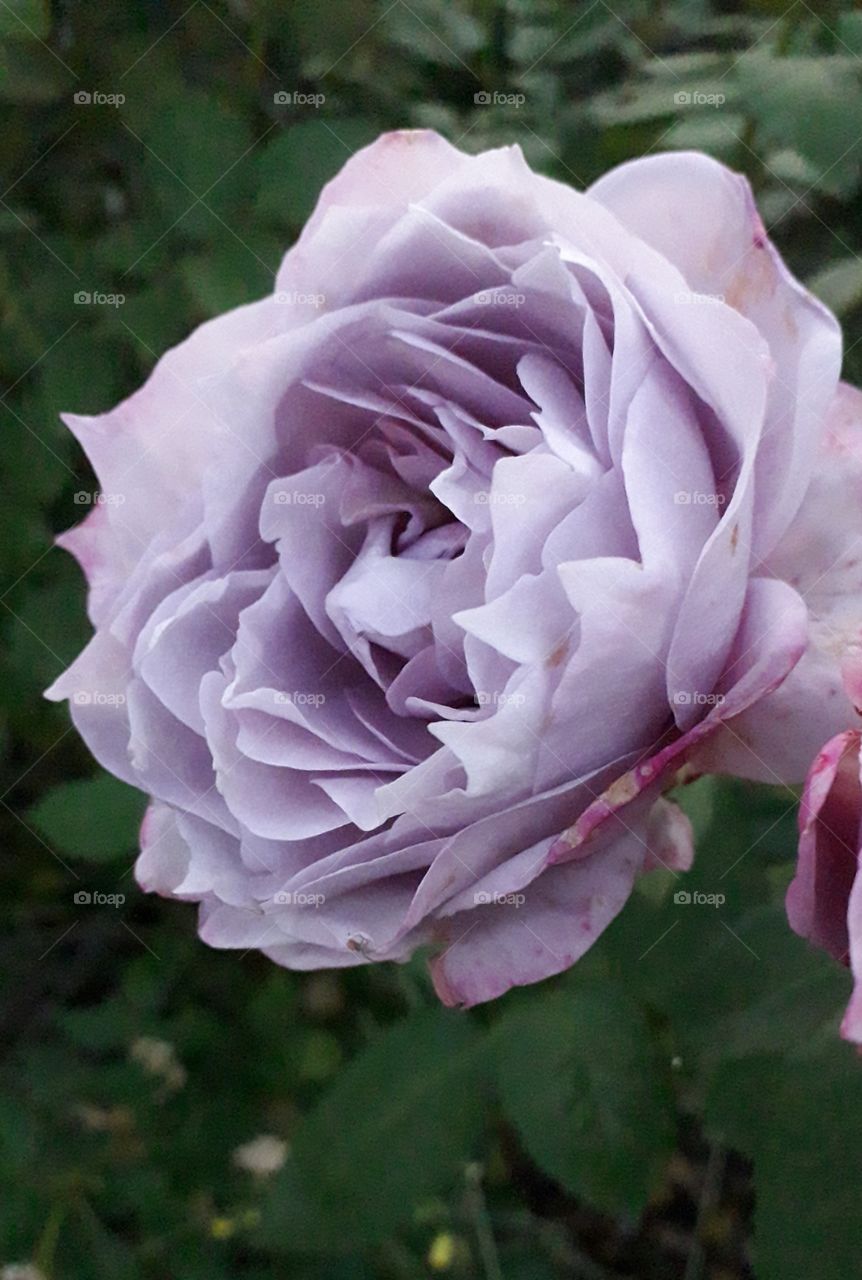 purple rose in autumn