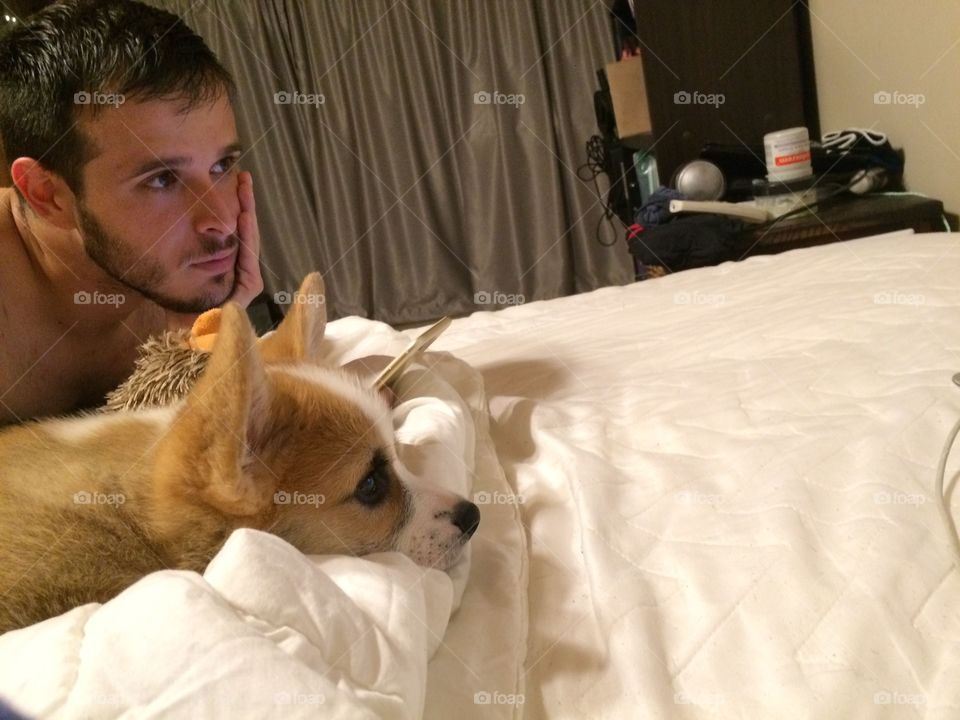 Corgi watching Tv with dad 