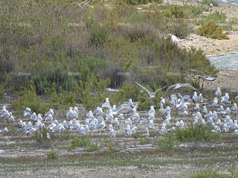 Seagulls on the beach