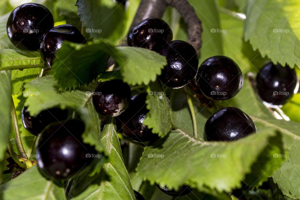 Black cherry