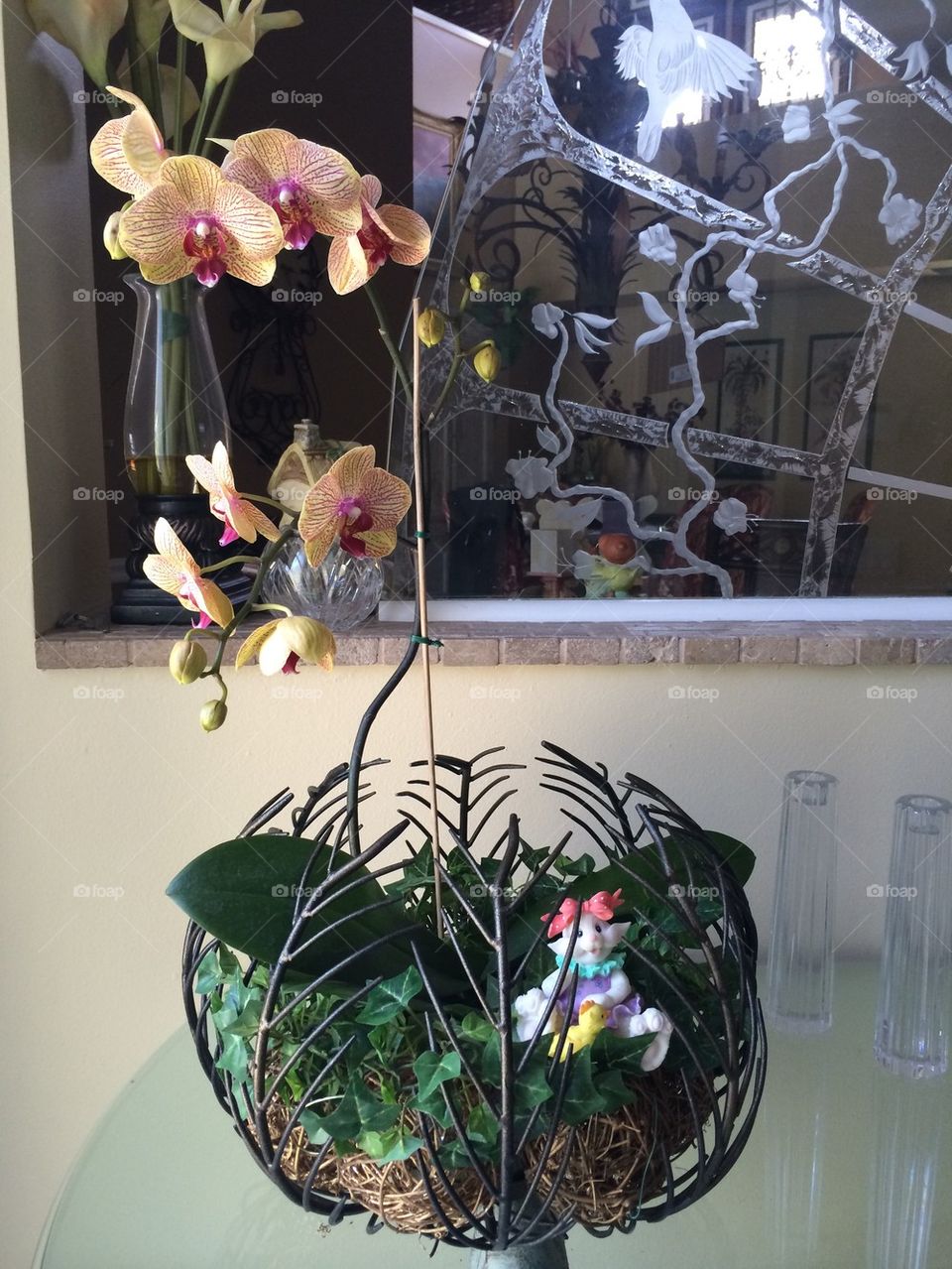 Easter Orchid