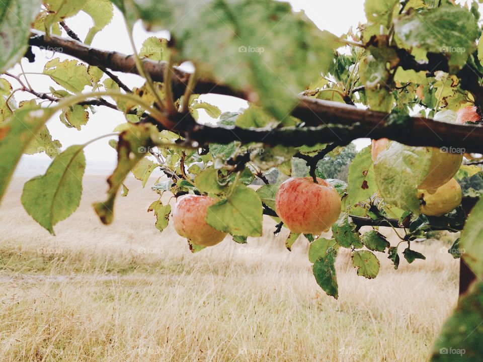 Apples on a tree on a rainy day