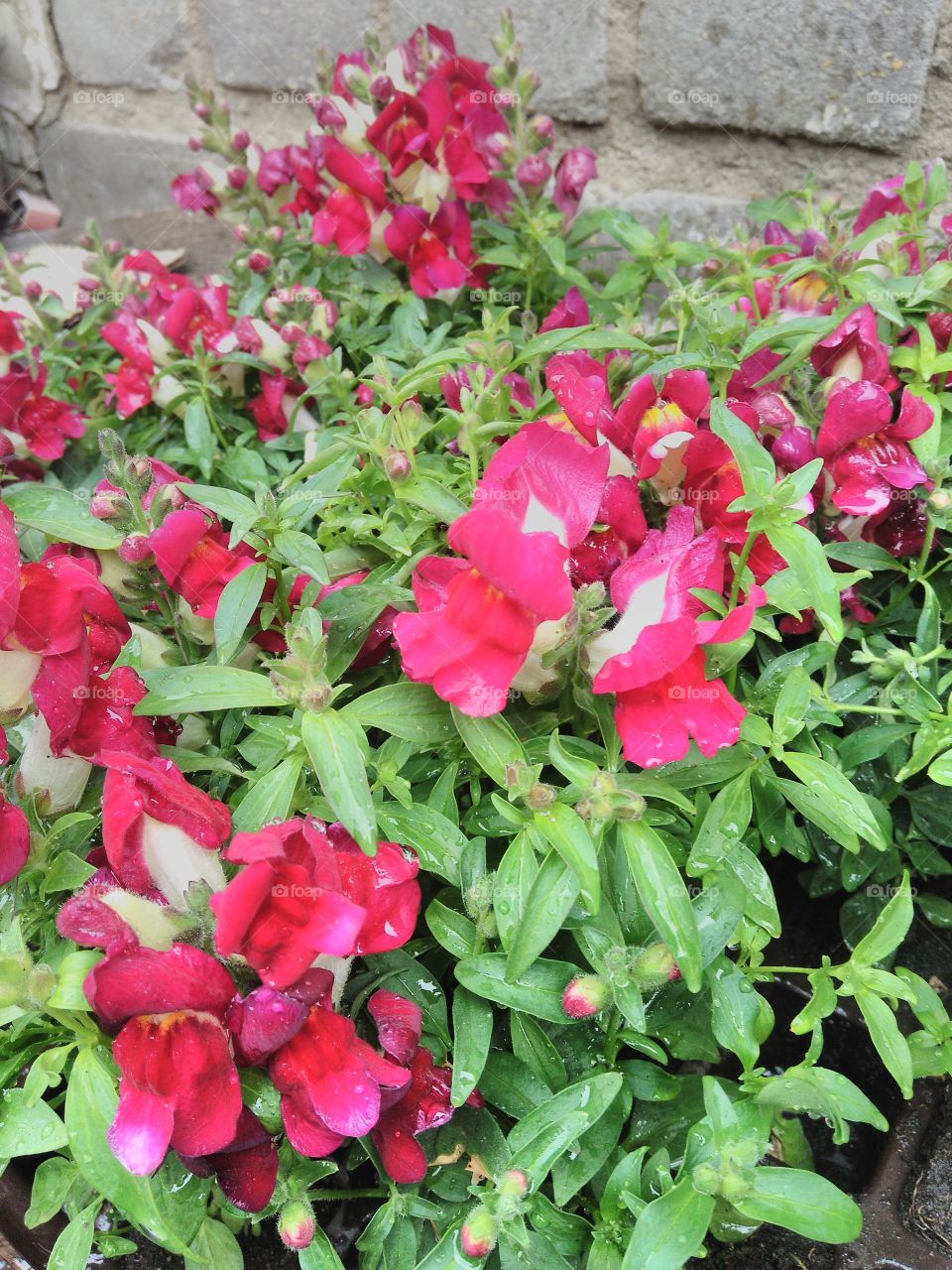 Львиный зев