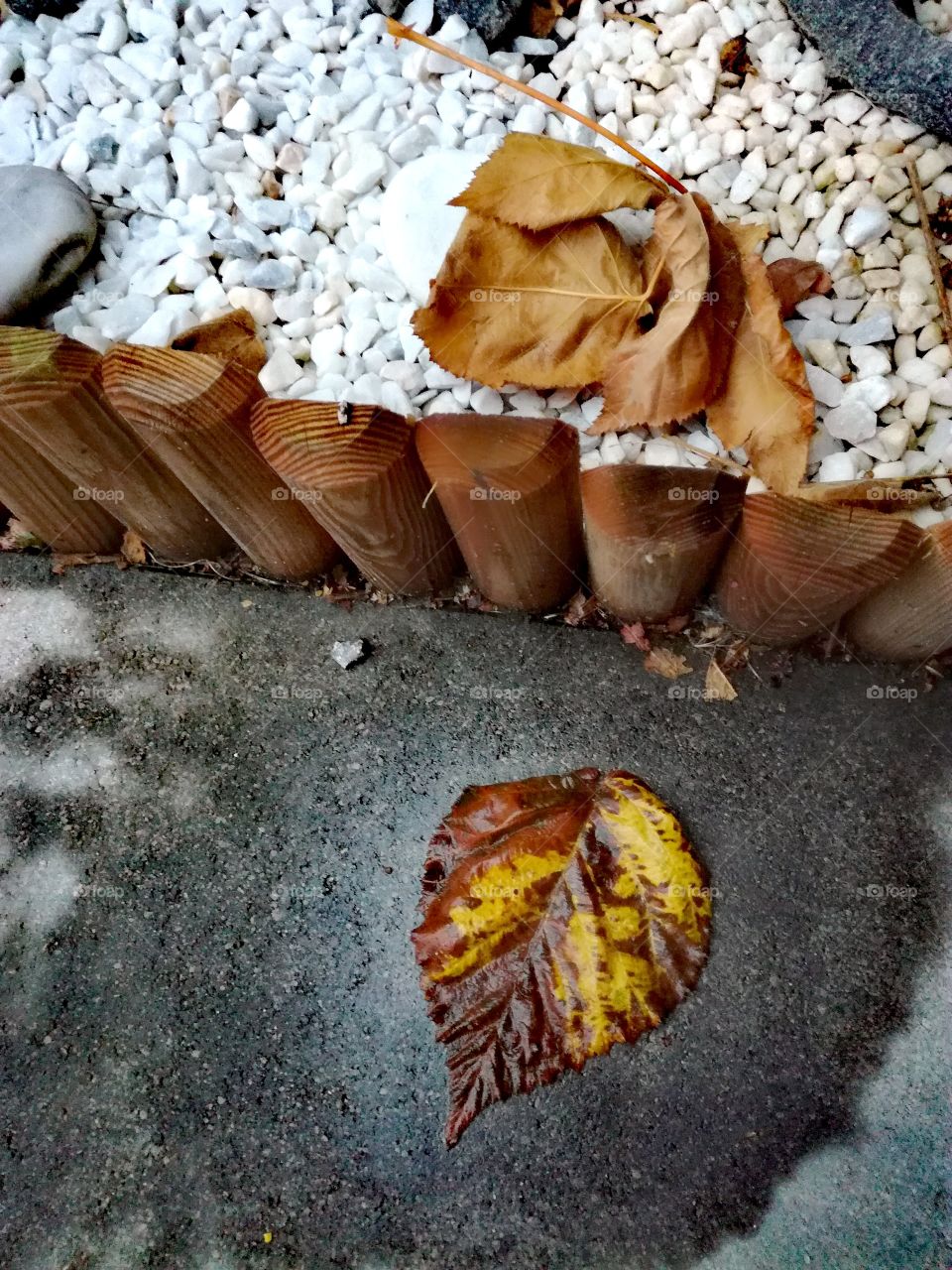 automne, feuilles, automn