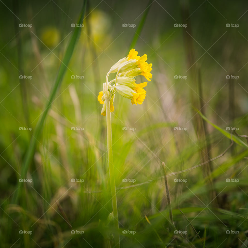 Spring flowers in London