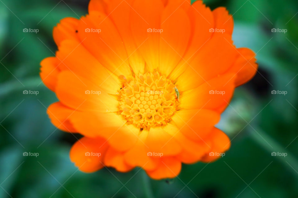 orange flower