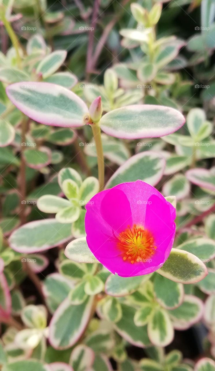 Little pink flower 